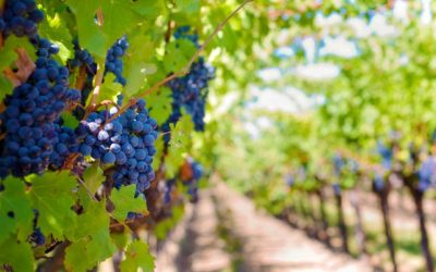 Consigli per gestione della vite: concimazione, diserbo e trattamento invernale