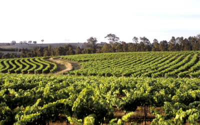Corso di potatura della vite