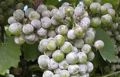 THIOPRON: TRATTAMENTO ANTIODICO AD ALTA ADESIVITA’ ATTIVO GIA’ A BASSE TEMPERATURE.