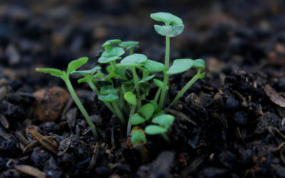 Il microbiota del suolo