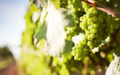 Apparato fogliare e luminosità