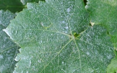 PRODOTTI PER LA DIFESA DEL VIGNETO BIO