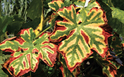 tellus wP – la strategia preventiva contro il mal dell’esca